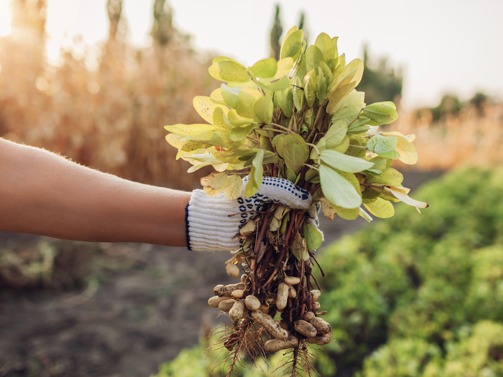 Playing a founding role in The Argentina Peanuts Project Playing a founding role in The Argentina Peanuts Project